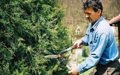 How to find a reputable tree service company?