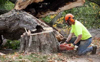 How do I know if a tree needs to be removed?