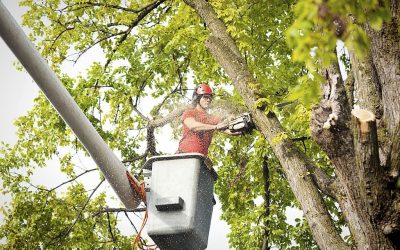 How often should trees be trimmed?