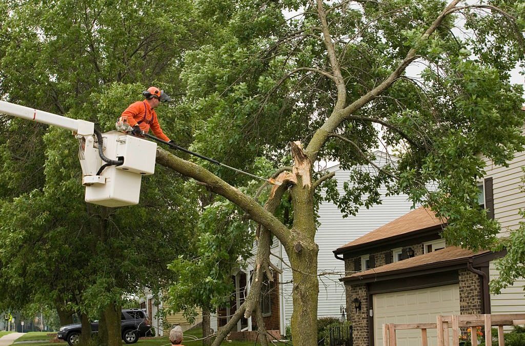 Can I prune a tree anytime of year?