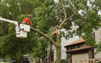 Can I prune a tree anytime of year?