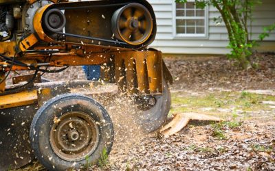 Benefits of tree removal